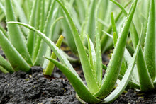 Load image into Gallery viewer, Aloe (no fragrance, no color)